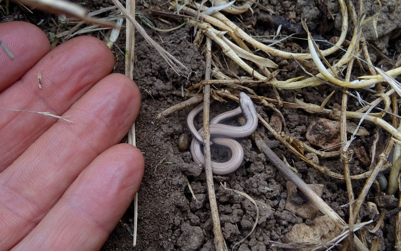 Anguis veronensis (orbettino)